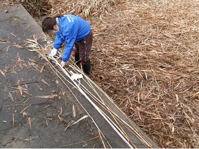 バイオマス調査による長さの測定(伊庭内湖・西の湖共に実施)